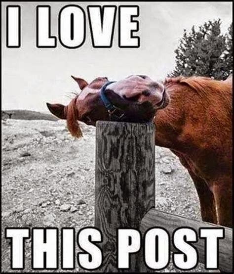 Funny Horse Memes - The best funny horse memes