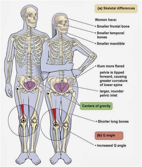 Pin on Anatomy