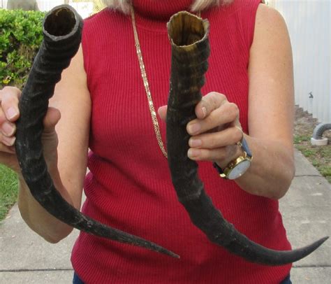 2 African Impala Horns, Impala Antlers Animal Horns 20-1/4 and 18 inches