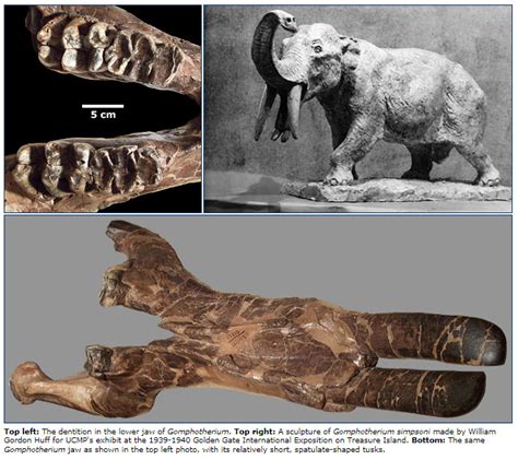 Evidence of FOUR-TUSKED elephants (Gomphotheres) as Guards of Ravan’s Lanka in Ramayana, existed ...