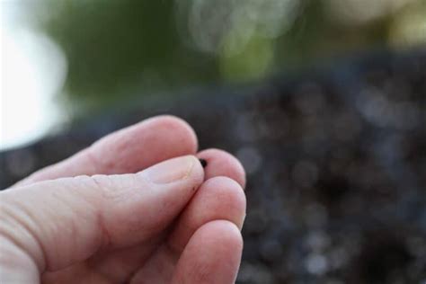 How To Grow Allium From Seed- (Ornamental Allium) - Farmhouse & Blooms