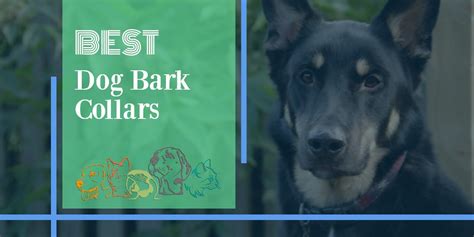 The 5 Best Dog Bark Collars [2021 Review] - PetsPest.com