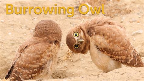 Burrowing Owl: Howdy Neighbor! - YouTube