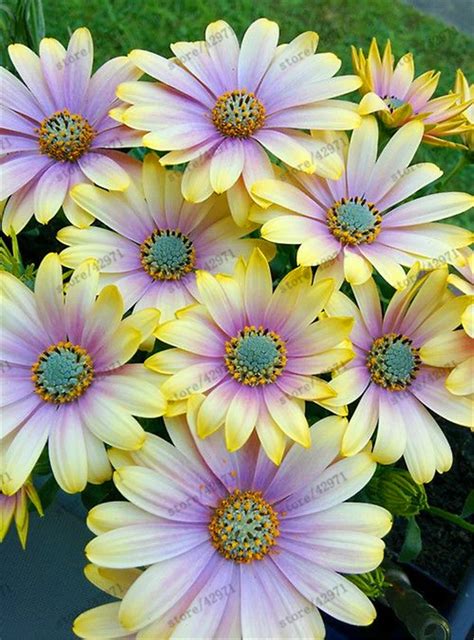 Buy 100 Pcs African Blue Eyed Daisy Seeds | Free Shipping