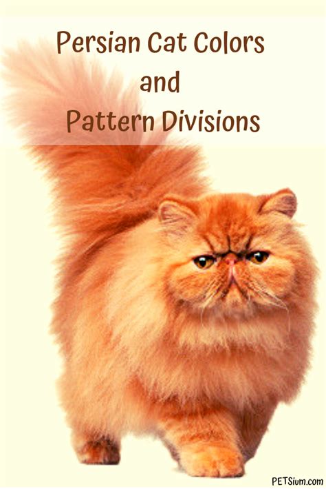 Persian Cat Colors - Dogs And Cats Wallpaper