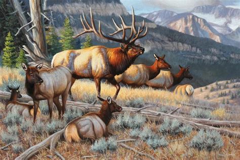 New Elk Art Print by Cynthie Fisher | iCanvas