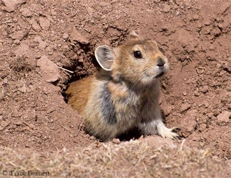 Plateau pika | Project Noah | Mammals, Cute animals, Animals