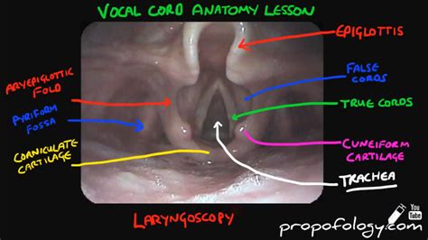 Vocal Cord Anatomy in 2 Minutes! [Anatomy] - YouTube