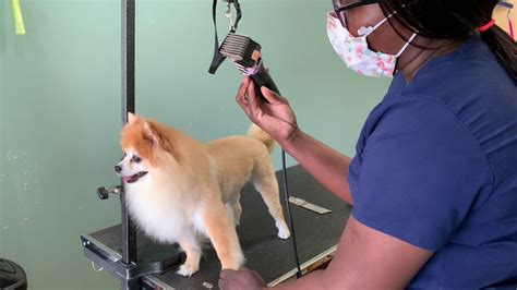 How to trim a Pomeranian like a lion - YouTube