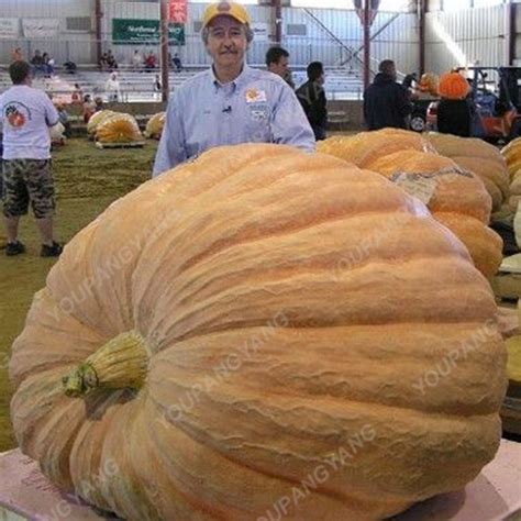 Giant Pumpkin Seeds Pack Of 30 Organic - BestSeedsOnline.com - Free Shipping Worldwide