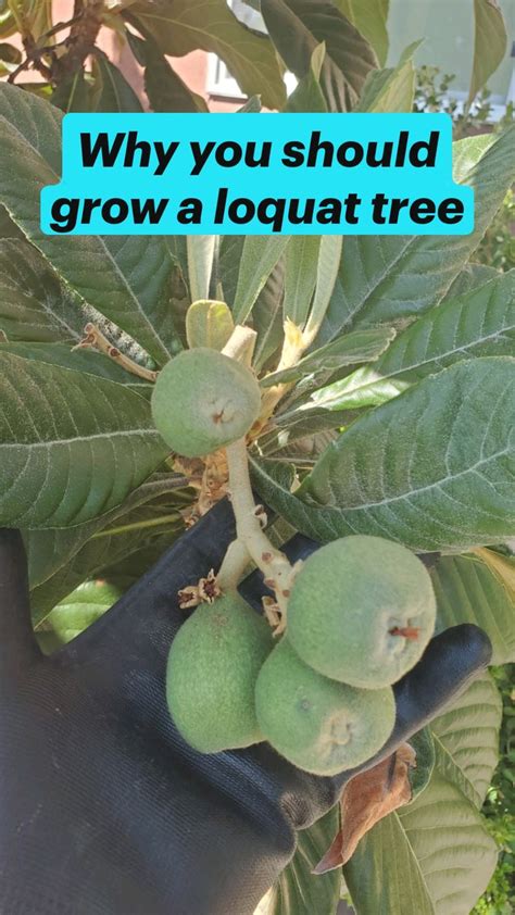 Why you should grow a loquat tree | Loquat tree, Fruit trees, Fall ...