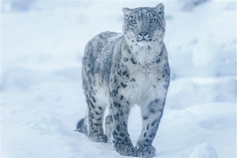 Tibet Snow Leopard Expedition