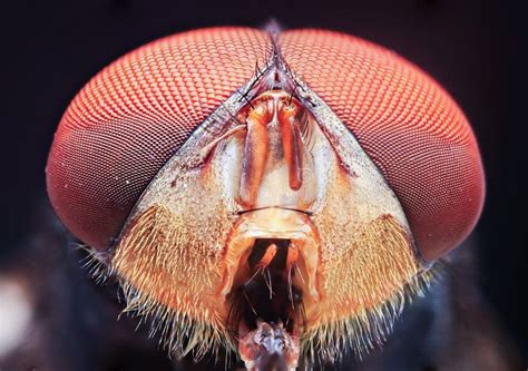 Macro Close Up Detail Flies Eyes Stock Image - Image of flies, eyes ...