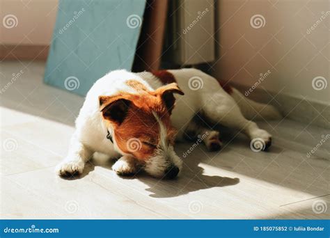 Cute Jack Russell Dog Sleeping Stock Photo - Image of pets, jack: 185075852