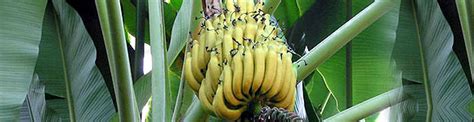 Growing Bananas Indoors, Weekend Gardener