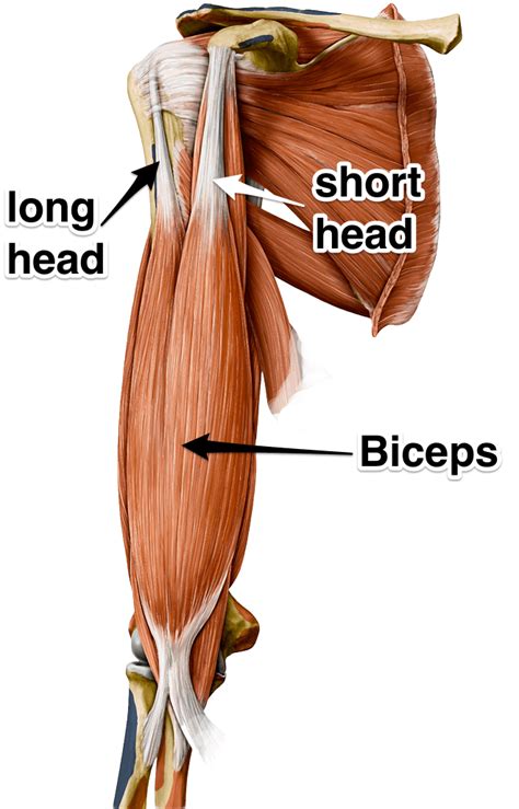 Biceps Brachii Muscle Anatomy