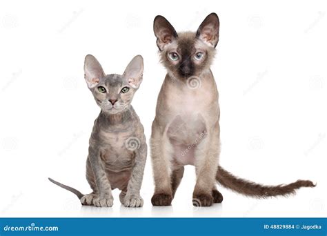 Don Sphynx kittens stock photo. Image of animal, kittens - 48829884