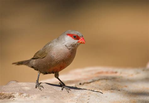 Common Waxbill {Estrilda astrild}