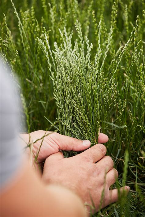 Perennial Ryegrass – Forage U-Pick