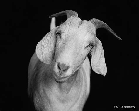 The Farm Series – portraits of rescued farm animals that inspired me to ...