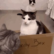 Crunchy Luna Cat Funny GIF - Crunchy Luna Cat Funny Cat - Discover & Share GIFs