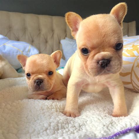 Cream French Bulldog Puppies Cream french bulldog puppies for sale - Heru Prajimi