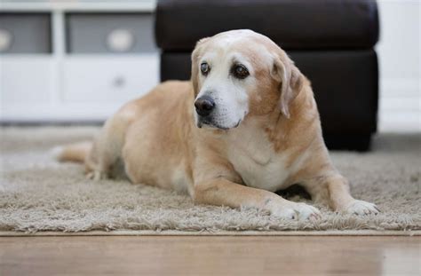 Geriatric Care - Top Tips To Take Care Of An Aging Dog | Bit Rebels