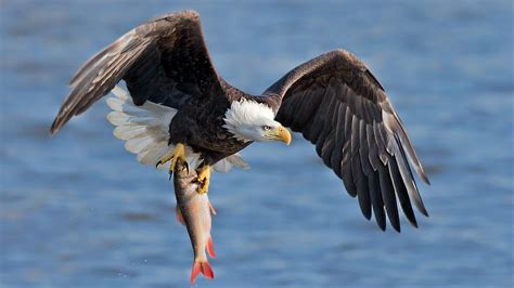 Vermont Peregrine Falcon and Bald Eagle Monitoring | Audubon Vermont