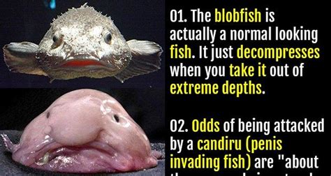 Interesting Blobfish Facts that will Move you - SeaFish