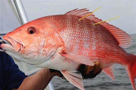 Snapper Vs Grouper - A Comprehensive Guide | ouachitaadventures ...