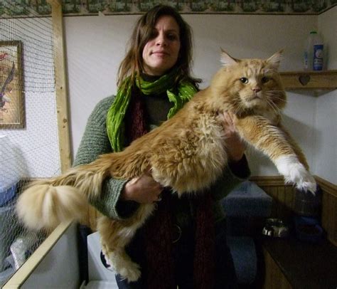 File:Maine coon red tabby white of 10 kg.jpg - Wikimedia Commons