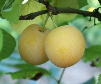 Belgian Greengage - Plum - Fruit Trees for sale | Order online