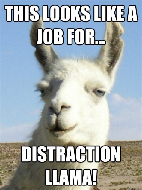 Distraction Llama memes | quickmeme