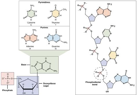 Tips for memorizing structures of nitrogenous bases : Mcat