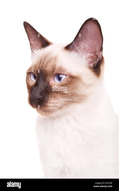 gray thai cat with blue eyes portrait, isolated on white background Stock Photo - Alamy