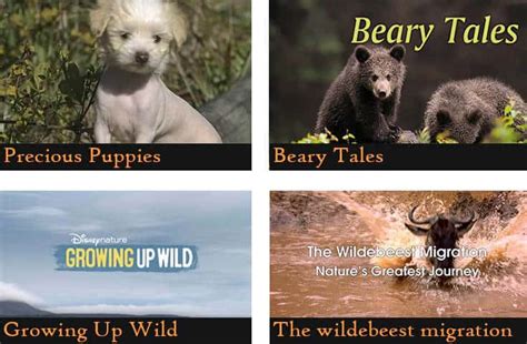 50 Netflix Shows & Documentaries For Animal Lovers