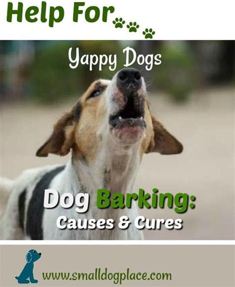 Dog Barking: How to Stop Excessive Barking