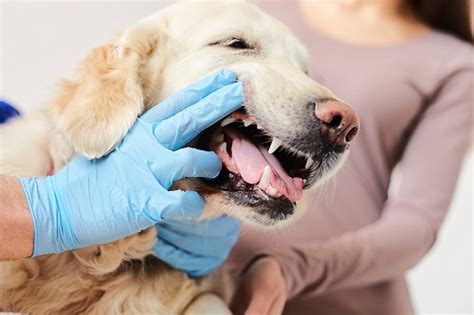 8 Easy Steps to Cleaning a Dog’s Teeth and Prevent Tartar