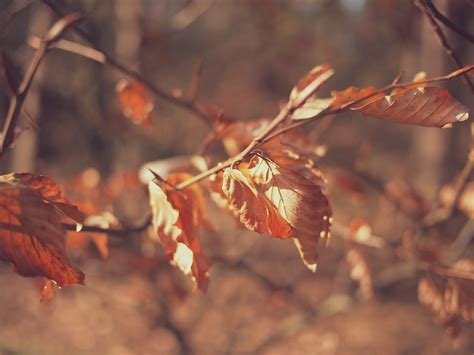 Free Images : tree, nature, branch, plant, sunlight, leaf, fall, flower ...