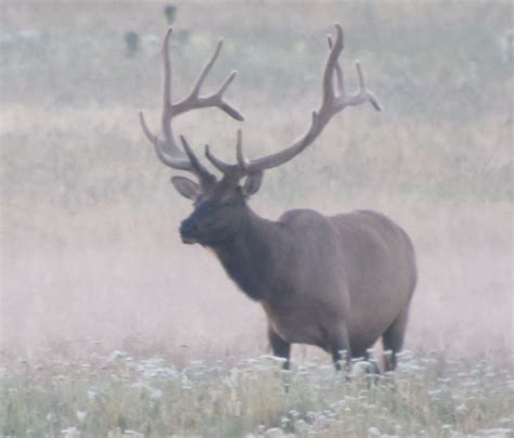 Jay Scott Outdoors: Guess the Score-Bull Elk-Updated