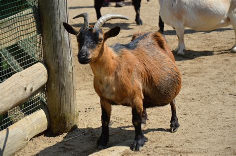 Pygmy Goats - The Perfect Farm Pet