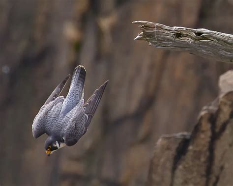 Peregrine Falcon Diving | Smithsonian Photo Contest | Smithsonian Magazine