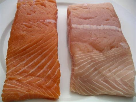 Wild White King Salmon Recipe - Yogitrition