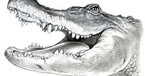 Sketch of the Day: American Alligator in Graphite