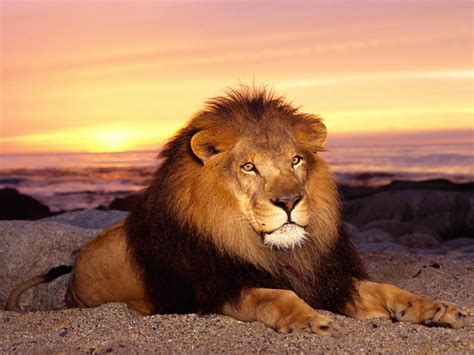 wallpaper: Male Lion Wallpapers