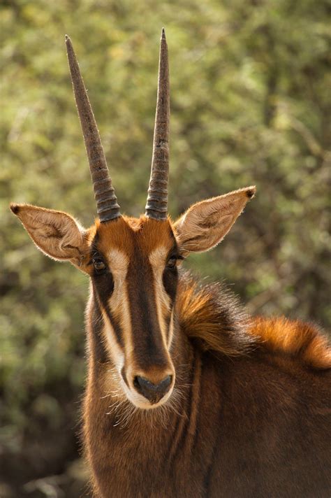 Sable Antelope - Out of Africa Wildlife Park