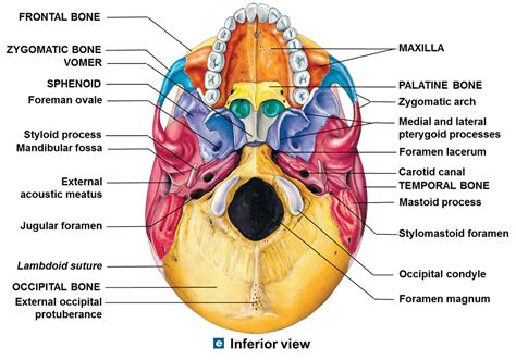 Anatomy Quiz: Skull - Anatomy and Physiology