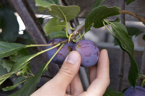 Prune a plum tree (in pictures) - gardenersworld.com