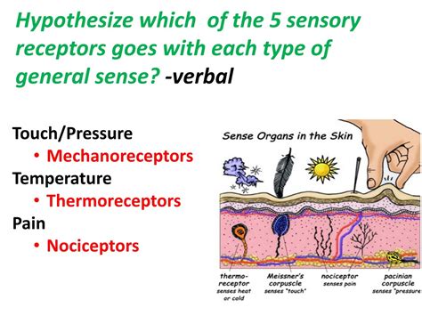 PPT - Sponge: Set up Cornell Notes on pg. 43 Topic: 12.2 General and Special Senses PowerPoint ...