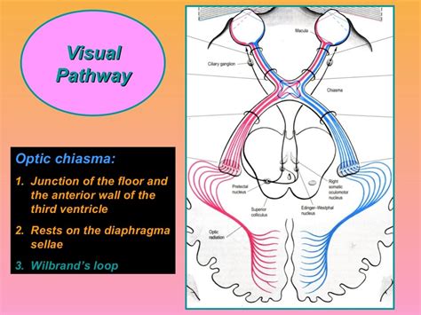 visual pathway